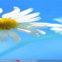 Рабочий стол в Windows 8.1